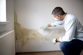 Professional Mold Inspection in Limestone, IL